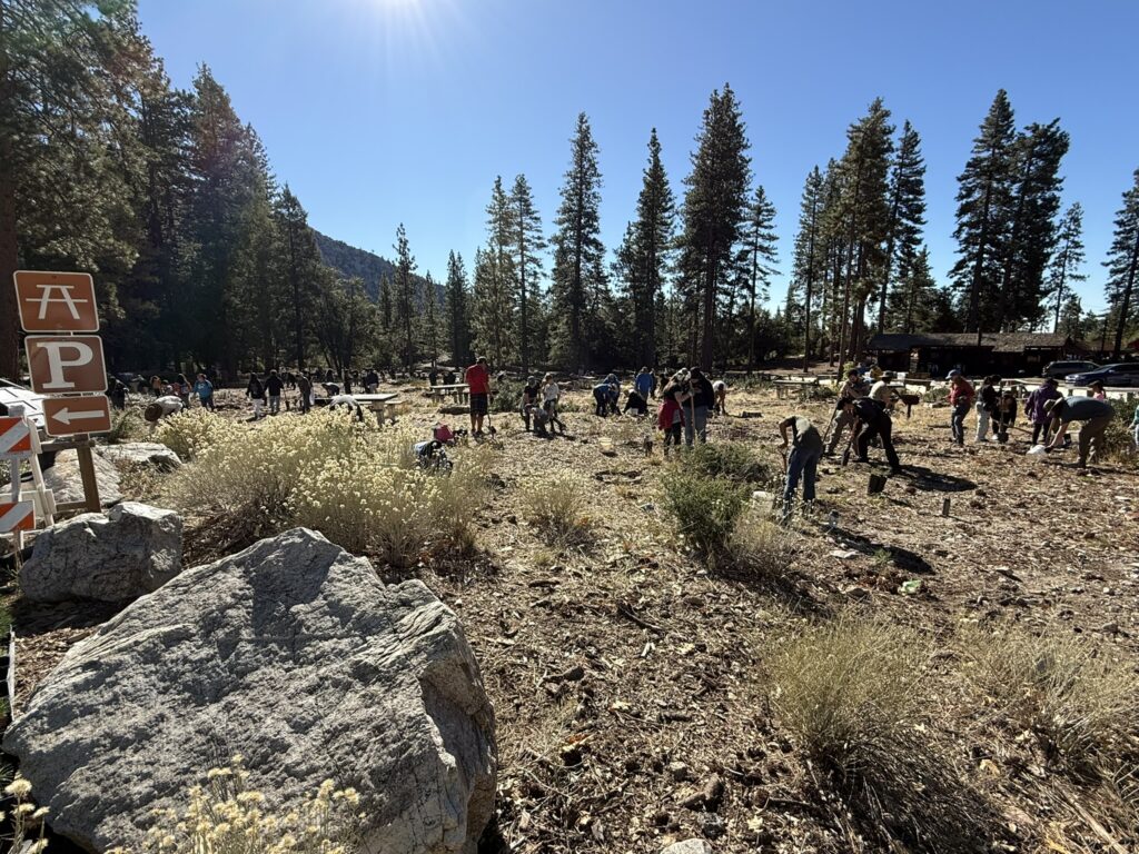 Volunteering in forest